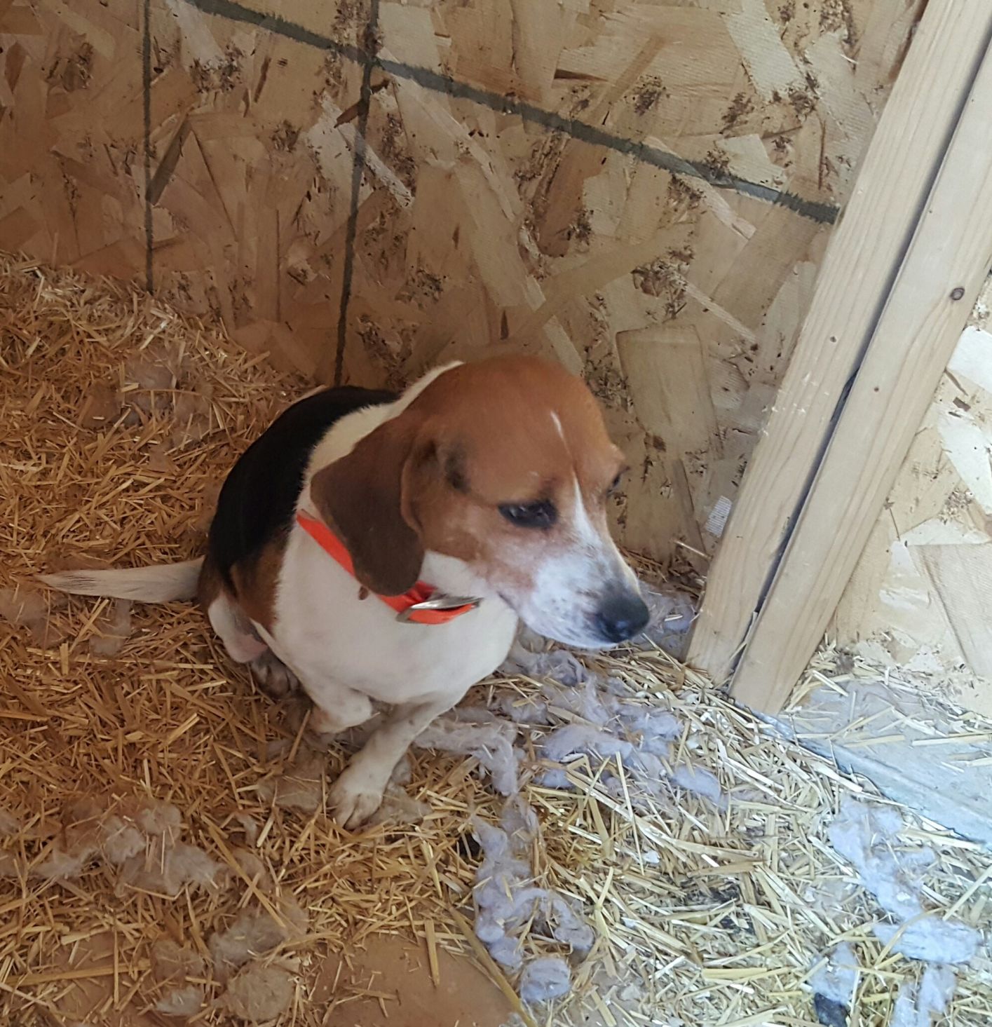 Advocates for Abused and Abandoned Pets (A3P) - Sadie.jpg